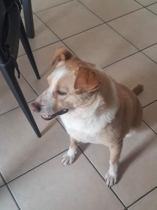 🐾 “Birillo: Da Strada e Paura a un Divano e Tante Coccole?” 🐾 Foto 4